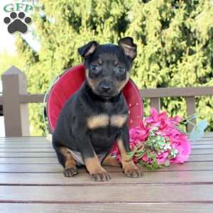 Frank, Miniature Pinscher Puppy