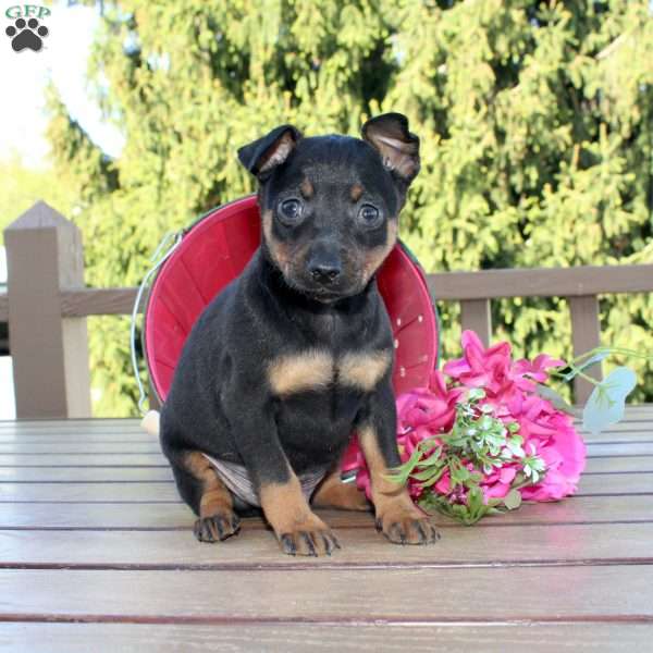 Frank, Miniature Pinscher Puppy