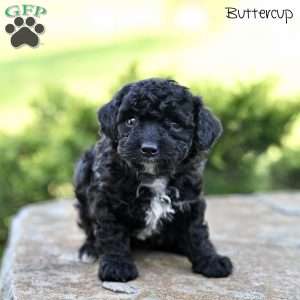 Buttercup, Toy Poodle Puppy