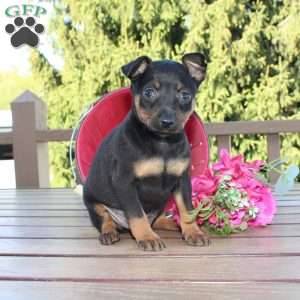 Frank, Miniature Pinscher Puppy
