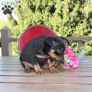 Frank, Miniature Pinscher Puppy