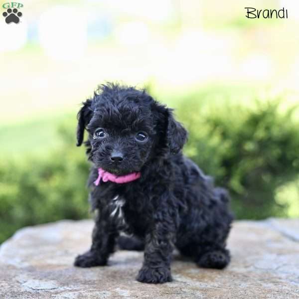 Brandi, Toy Poodle Puppy