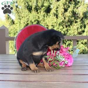 Frank, Miniature Pinscher Puppy