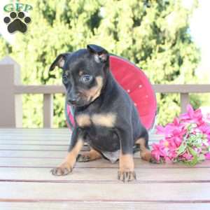 Frank, Miniature Pinscher Puppy