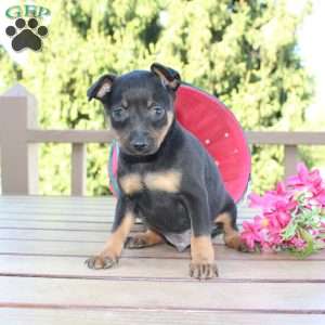 Frank, Miniature Pinscher Puppy