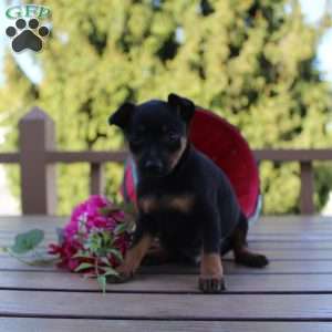 Frank, Miniature Pinscher Puppy
