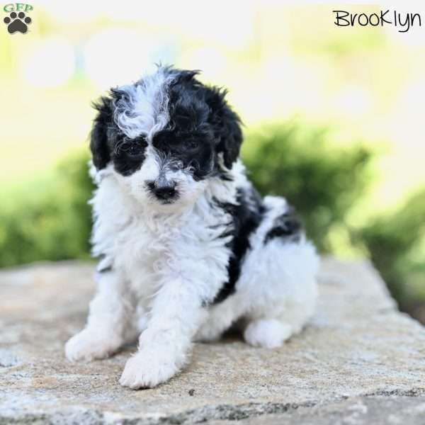Brooklyn, Toy Poodle Puppy
