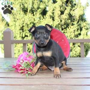 Frank, Miniature Pinscher Puppy