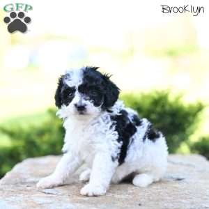 Brooklyn, Toy Poodle Puppy