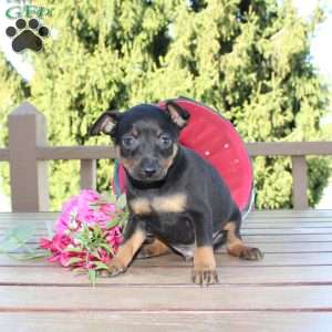 Frank, Miniature Pinscher Puppy