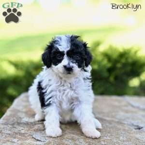Brooklyn, Toy Poodle Puppy