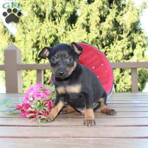 Frank, Miniature Pinscher Puppy