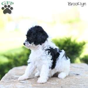 Brooklyn, Toy Poodle Puppy