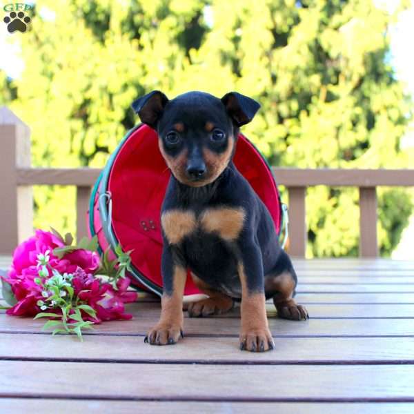 Flower, Miniature Pinscher Puppy
