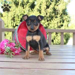 Flower, Miniature Pinscher Puppy