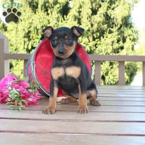 Flower, Miniature Pinscher Puppy