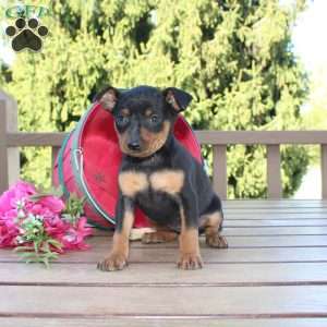 Flower, Miniature Pinscher Puppy