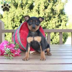 Flower, Miniature Pinscher Puppy