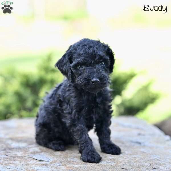 Buddy, Toy Poodle Puppy