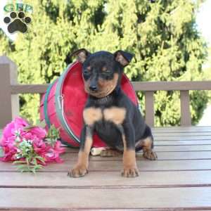 Flower, Miniature Pinscher Puppy
