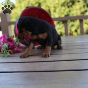 Flower, Miniature Pinscher Puppy