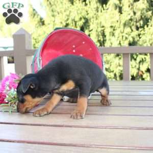 Flower, Miniature Pinscher Puppy