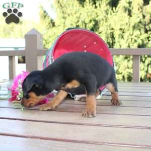 Flower, Miniature Pinscher Puppy