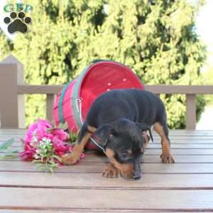 Flower, Miniature Pinscher Puppy