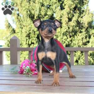 Flower, Miniature Pinscher Puppy