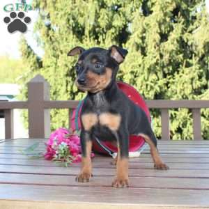 Flower, Miniature Pinscher Puppy