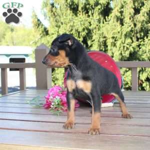 Flower, Miniature Pinscher Puppy