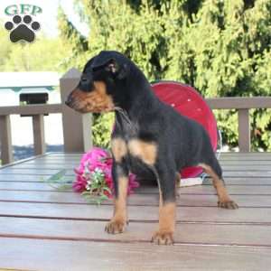 Flower, Miniature Pinscher Puppy