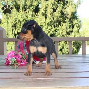Flower, Miniature Pinscher Puppy