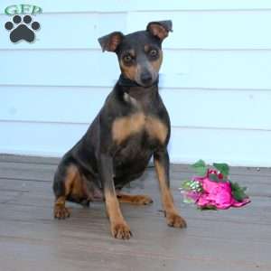 Freddy, Miniature Pinscher Puppy