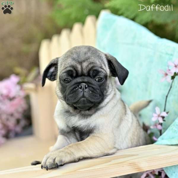 Daffodil, Pug Puppy