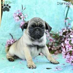 Daffodil, Pug Puppy