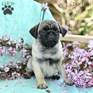 Daffodil, Pug Puppy