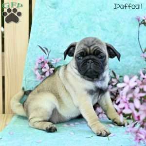 Daffodil, Pug Puppy