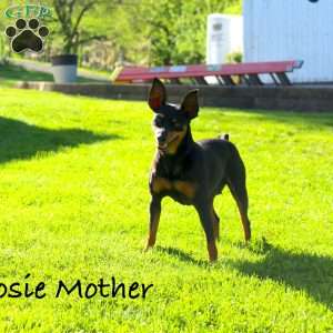 Jaxon, Miniature Pinscher Puppy