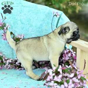 Daffodil, Pug Puppy