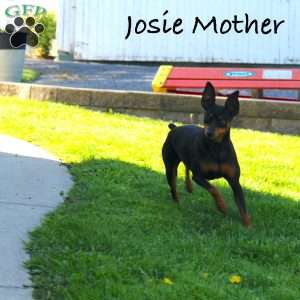 Jaxon, Miniature Pinscher Puppy