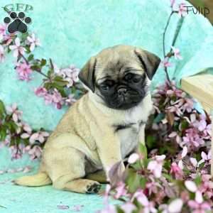 Tulip, Pug Puppy