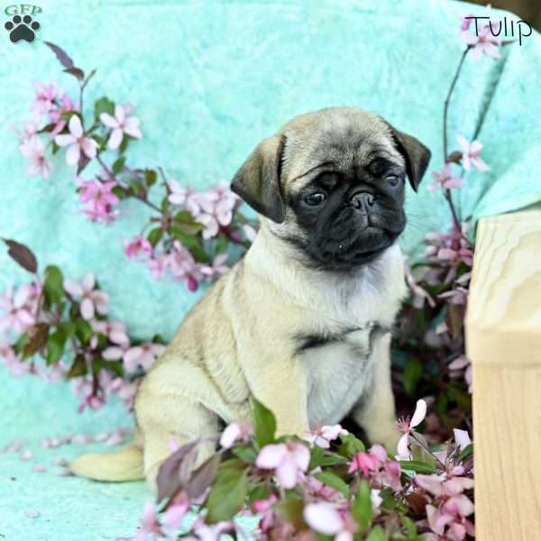 Tulip, Pug Puppy