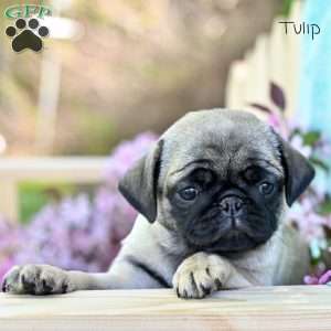 Tulip, Pug Puppy