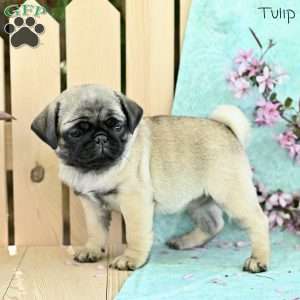 Tulip, Pug Puppy