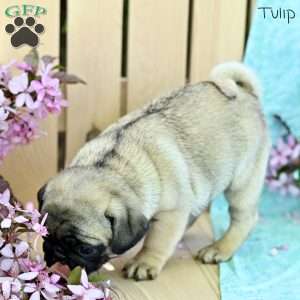 Tulip, Pug Puppy