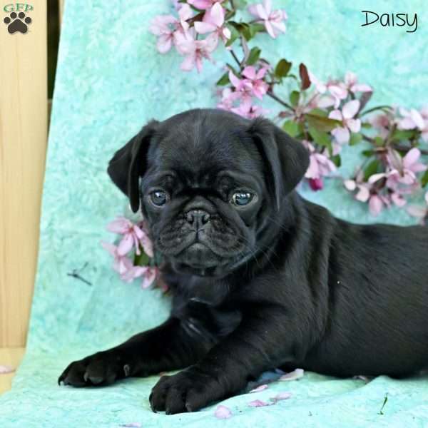 Daisy, Pug Puppy