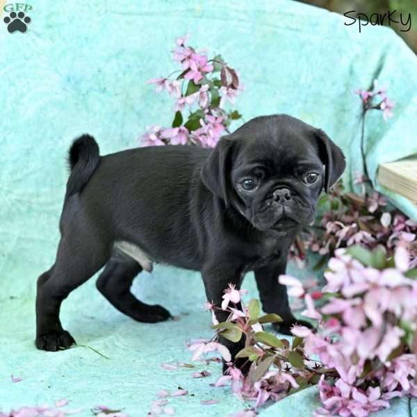 Sparky, Pug Puppy
