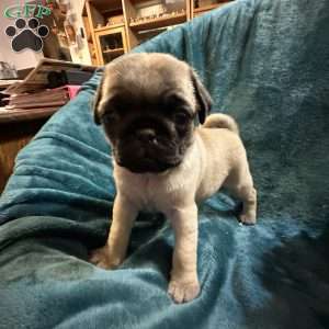 Kit Kat, Pug Puppy