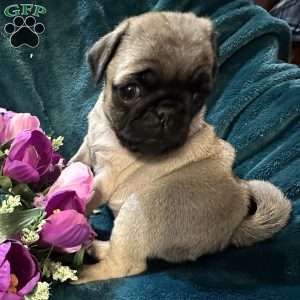 Kit Kat, Pug Puppy